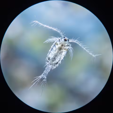 Plankton microscope view, macro — Course imagery, biology.